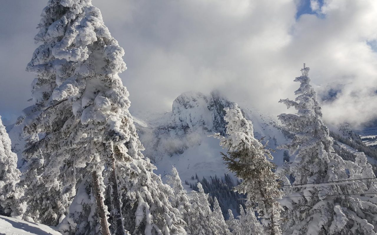 Winter Breitenberg